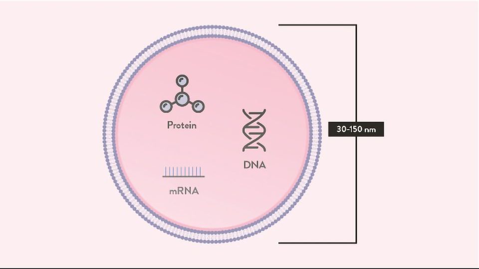 Exosomes with DNA, Protein and mRNA