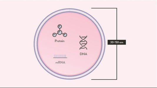 Exosomes with DNA, Protein and mRNA