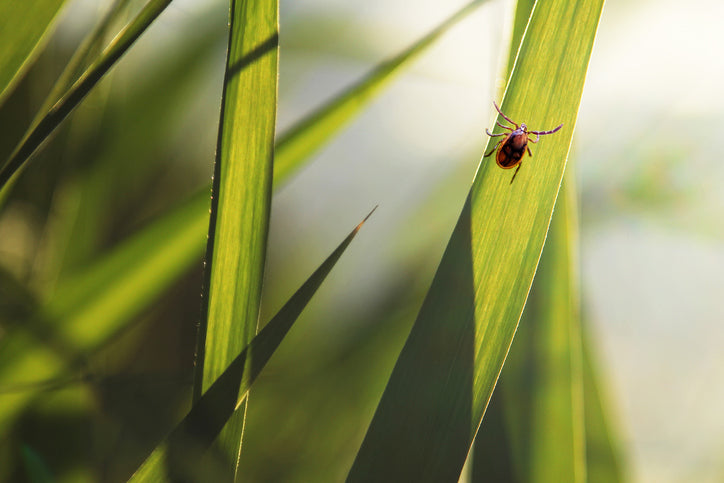 Let’s Talk Ticks
